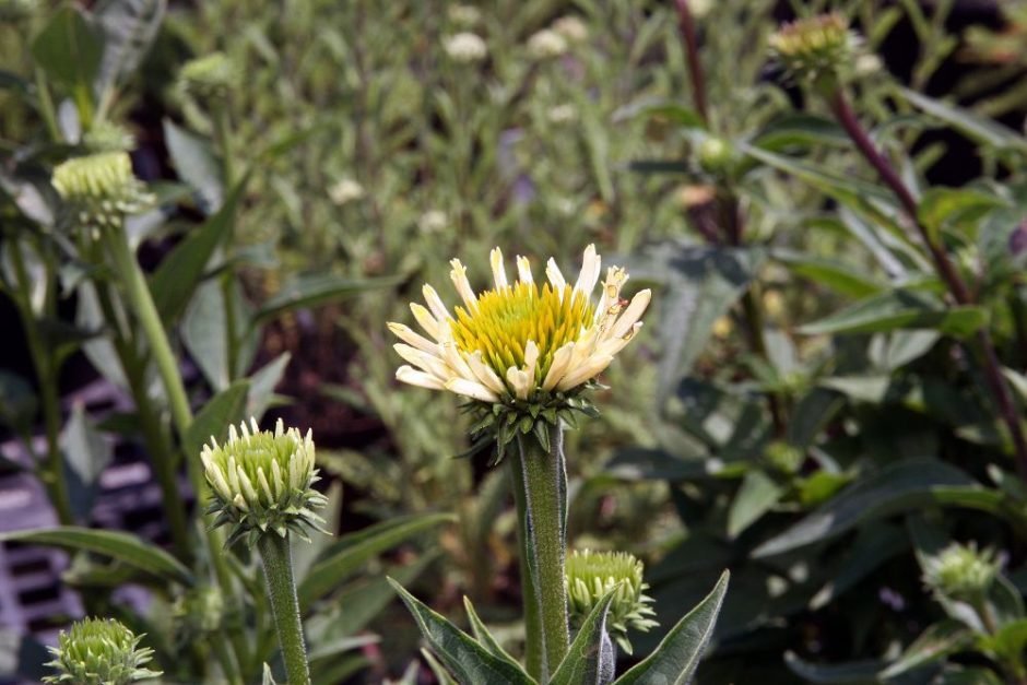 Onde plantar Equinácea 'Sunrise' (Echinacea 'Sunrise')_2
