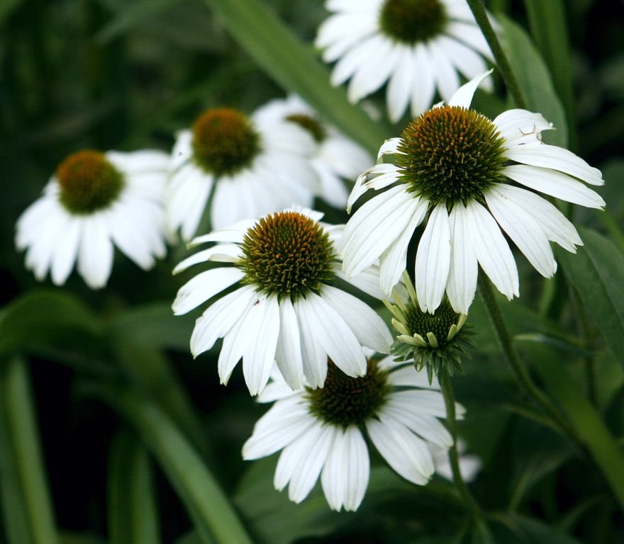 Equinácea 'White Swan' (Echinacea purpurea 'White Swan')