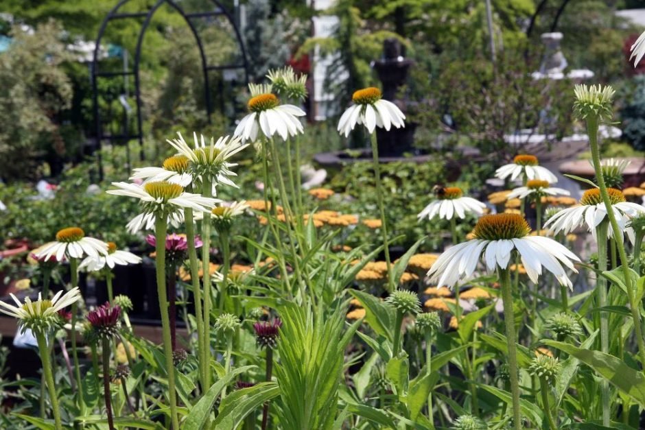 Onde plantar Equinácea 'White Swan' (Echinacea purpurea 'White Swan')_2