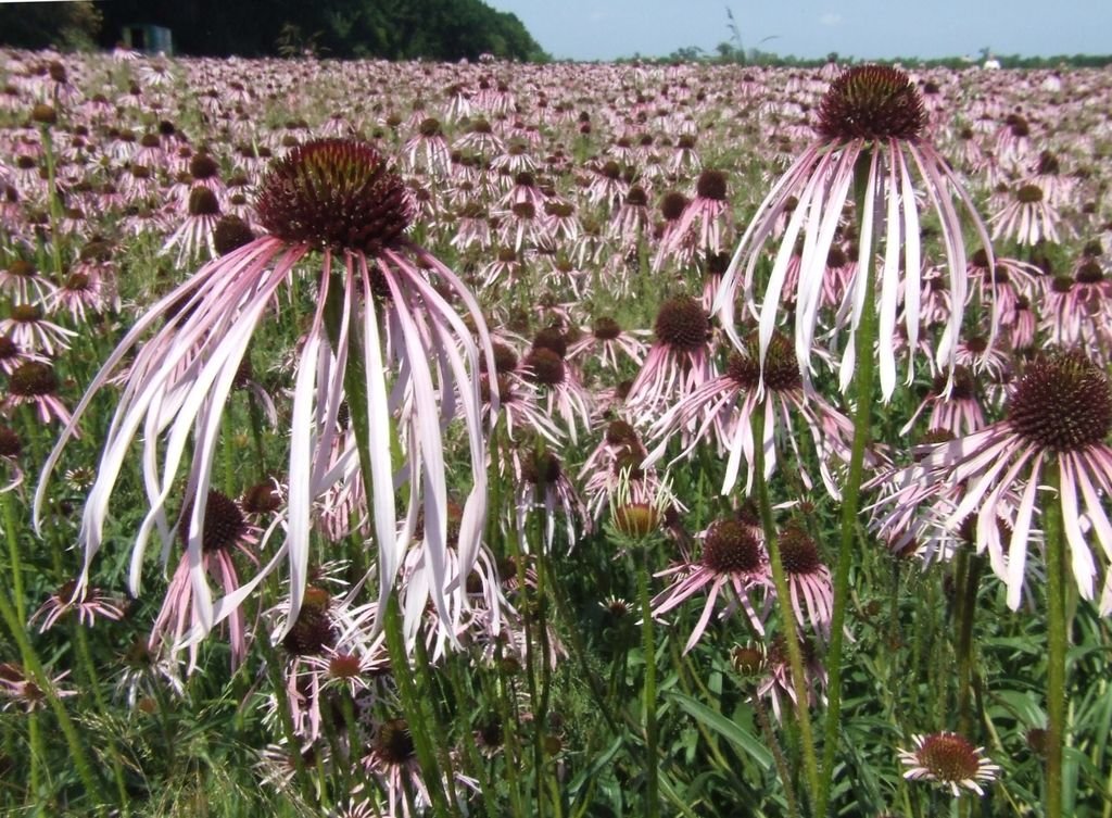 Equinácea pallida (Echinacea pallida)