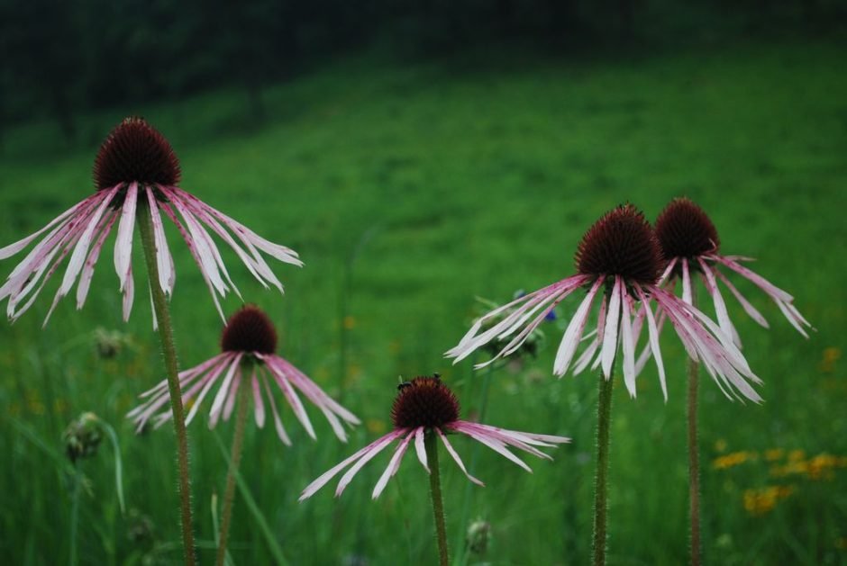 Como plantar Equinácea pallida (Echinacea pallida)_1