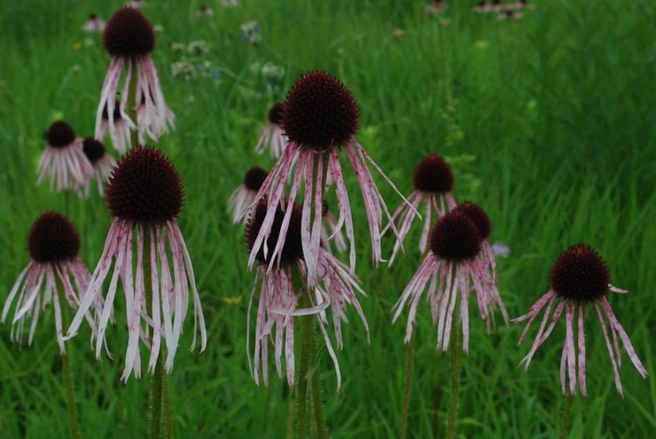Onde plantar Equinácea pallida (Echinacea pallida)_2