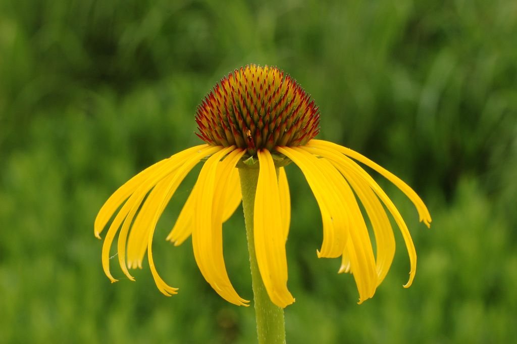 Equinácea paradoxa (Echinacea paradoxa)