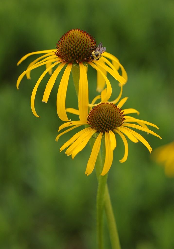 Como plantar Equinácea paradoxa (Echinacea paradoxa)_1