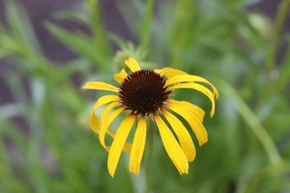 Onde plantar Equinácea paradoxa (Echinacea paradoxa)_2