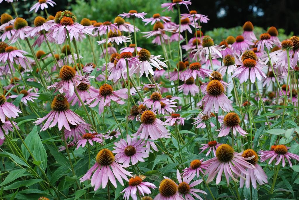 Equinácea-purpúrea (Echinacea purpurea)