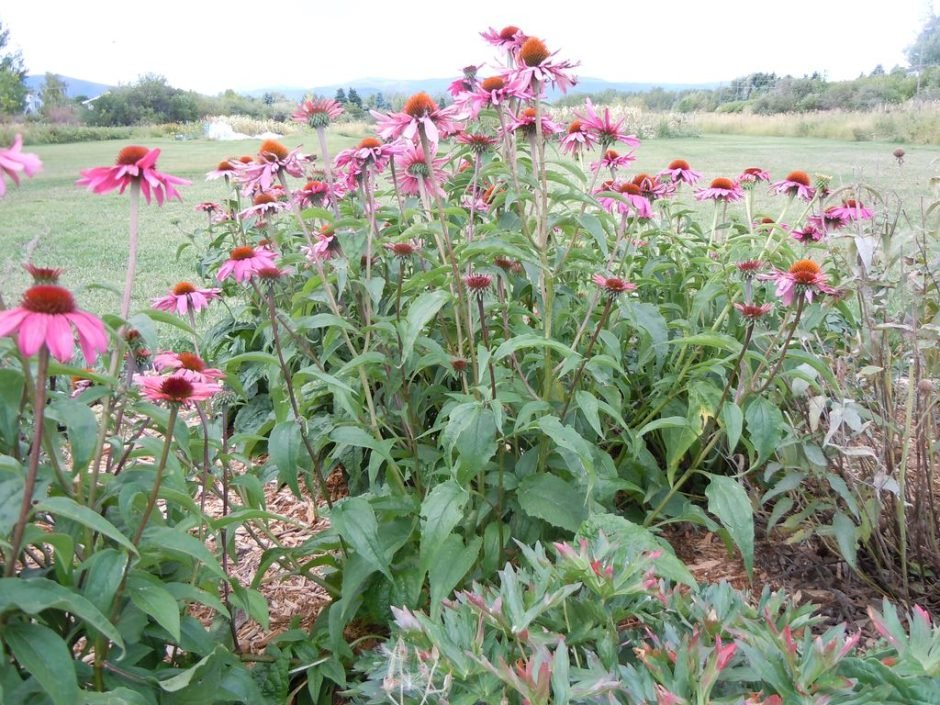 Onde plantar Equinácea-purpúrea (Echinacea purpurea)_2