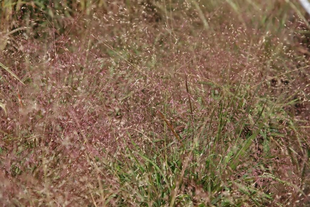 Eragrostis spectabilis (Eragrostis spectabilis)