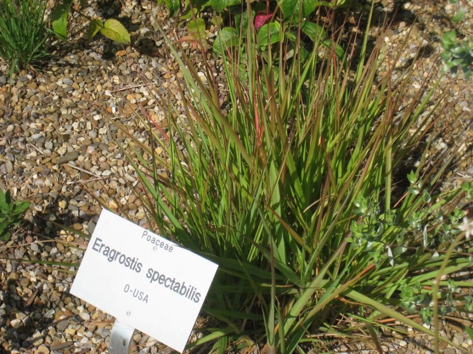 Como plantar Eragrostis spectabilis (Eragrostis spectabilis)_1