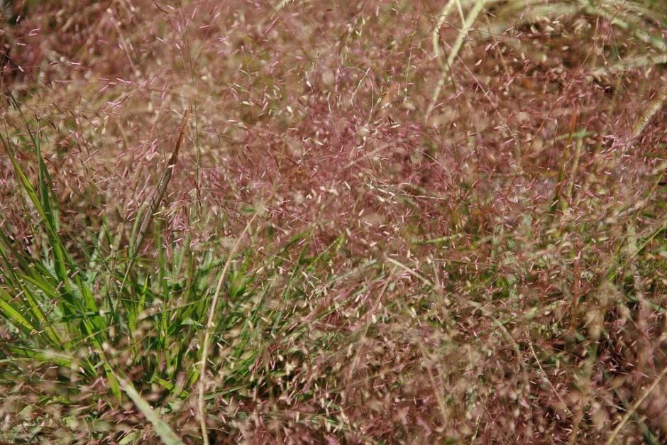 Onde plantar Eragrostis spectabilis (Eragrostis spectabilis)_2