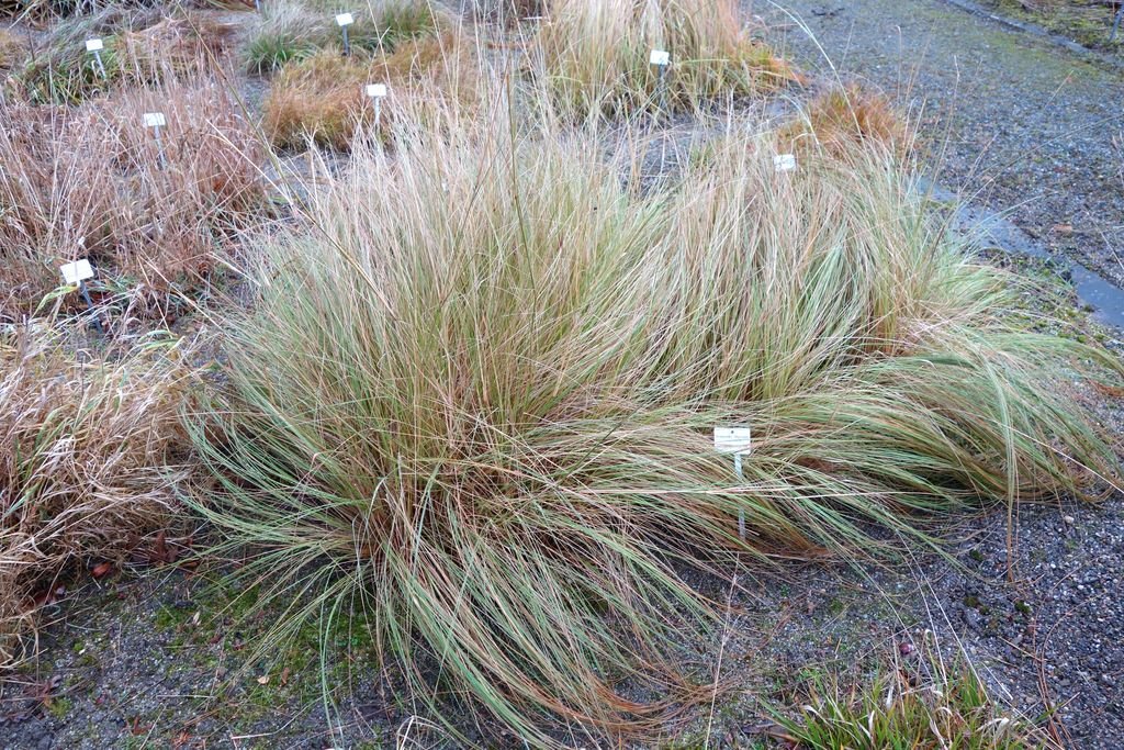 Eragrostis trichodes (Eragrostis trichodes)