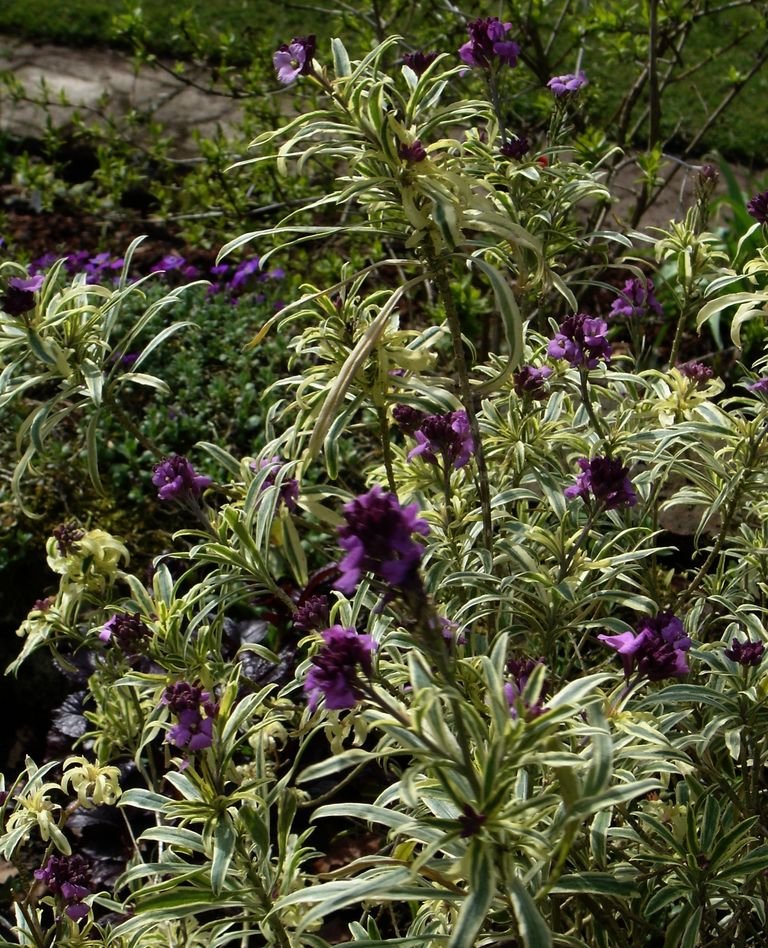 Eríssimo 'Variegatum' (Erysimum linifolium 'Variegatum')
