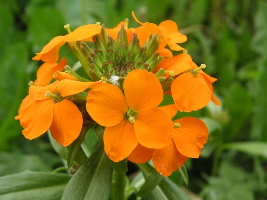Eríssimo-siberiano (Erysimum × marshallii)