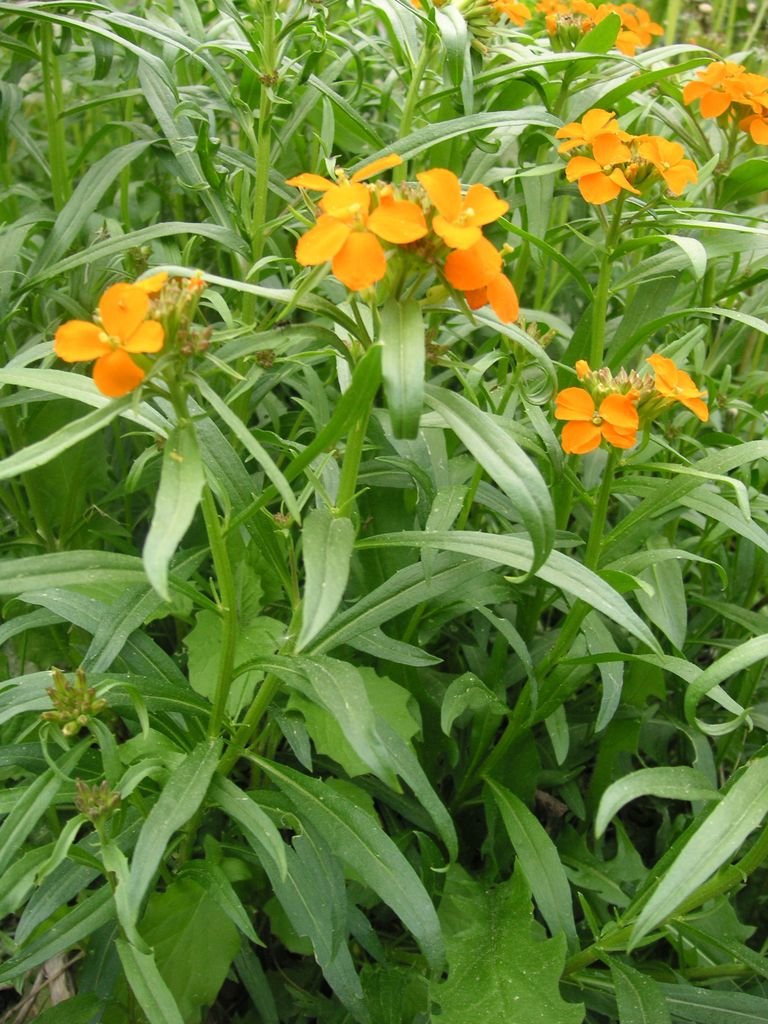 Como plantar Eríssimo-siberiano (Erysimum × marshallii)_1