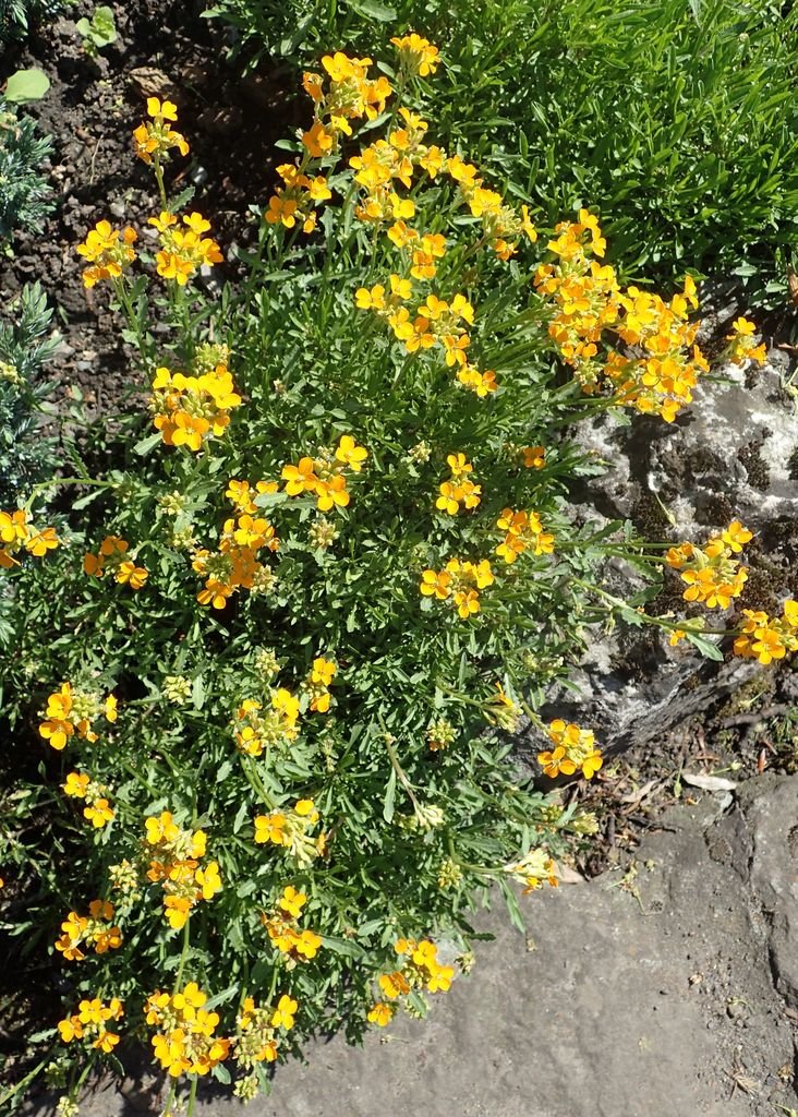 Onde plantar Eríssimo-siberiano (Erysimum × marshallii)_2