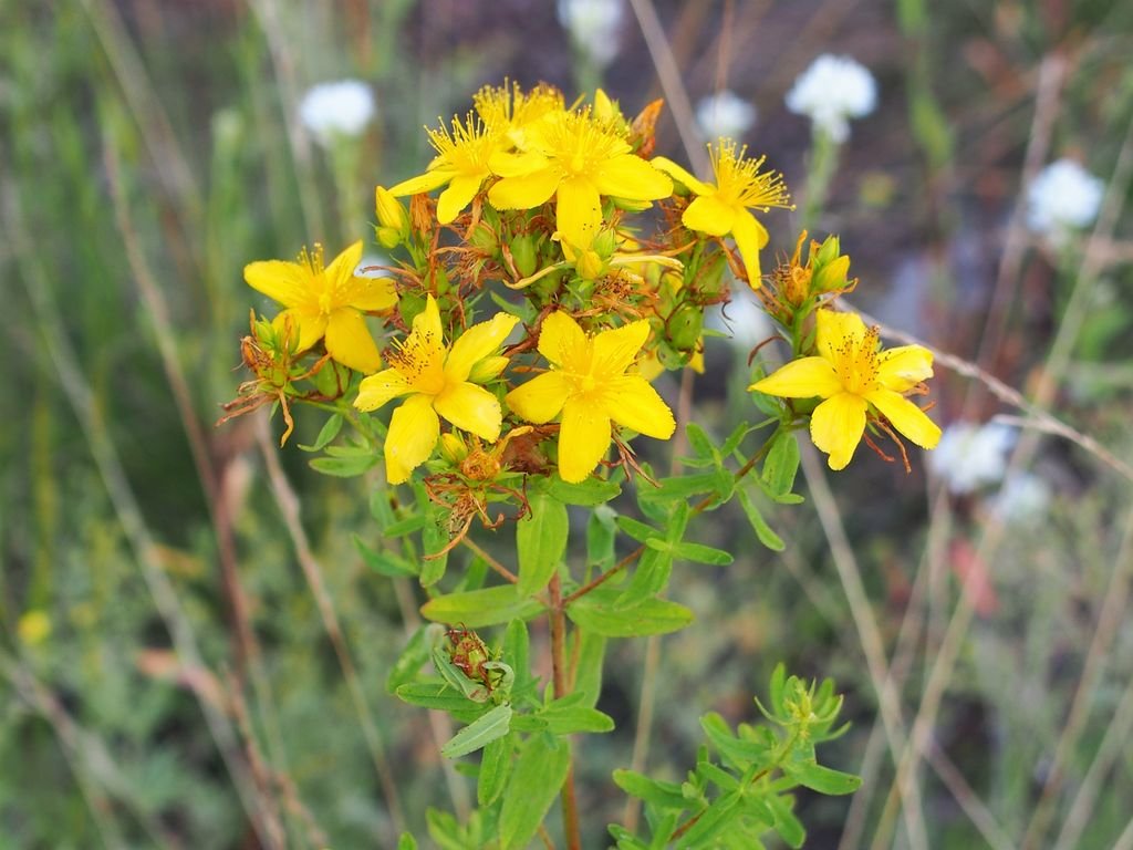 Erva-de-são-joão (Hypericum perforatum)