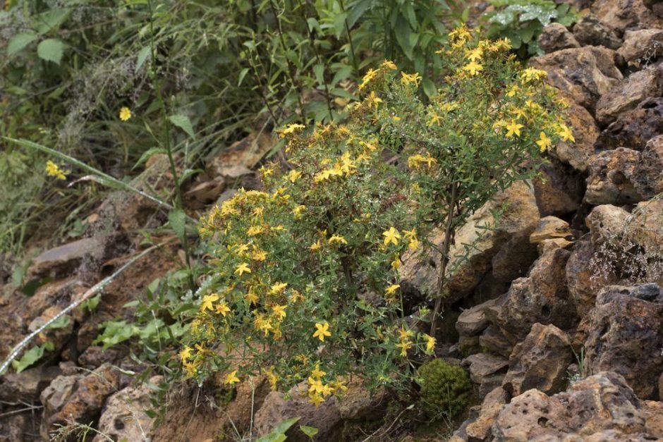 Como plantar Erva-de-são-joão (Hypericum perforatum)_1