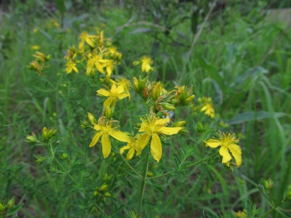 Onde plantar Erva-de-são-joão (Hypericum perforatum)_2