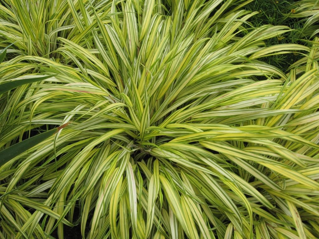 Erva do Japão 'Alboaurea' (Hakonechloa macra 'Alboaurea')