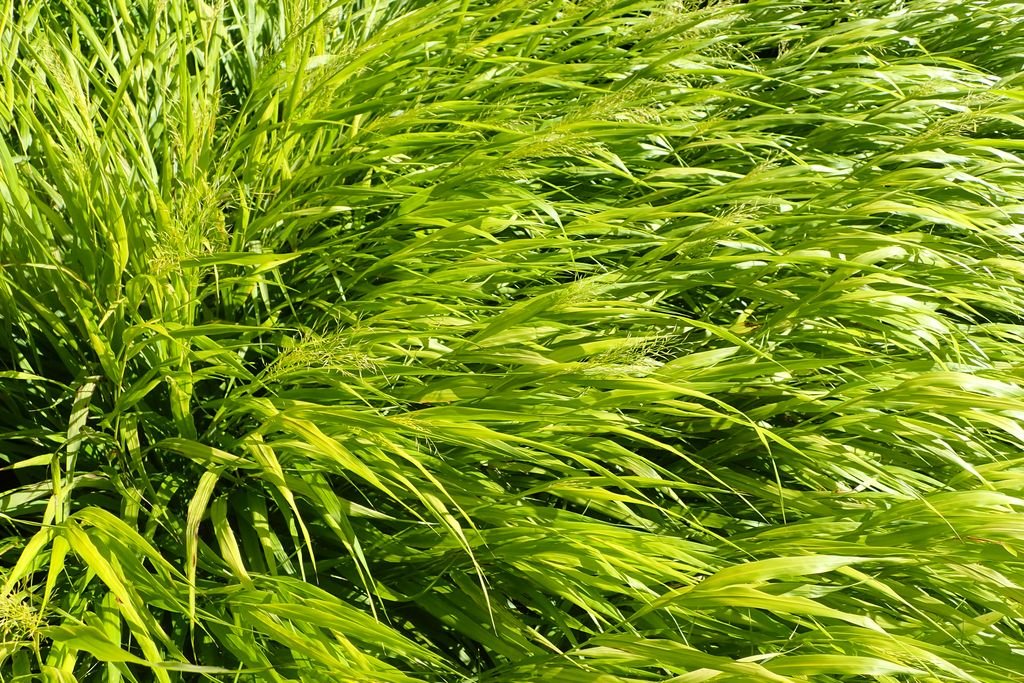 Erva do Japão 'All Gold' (Hakonechloa macra 'All Gold')