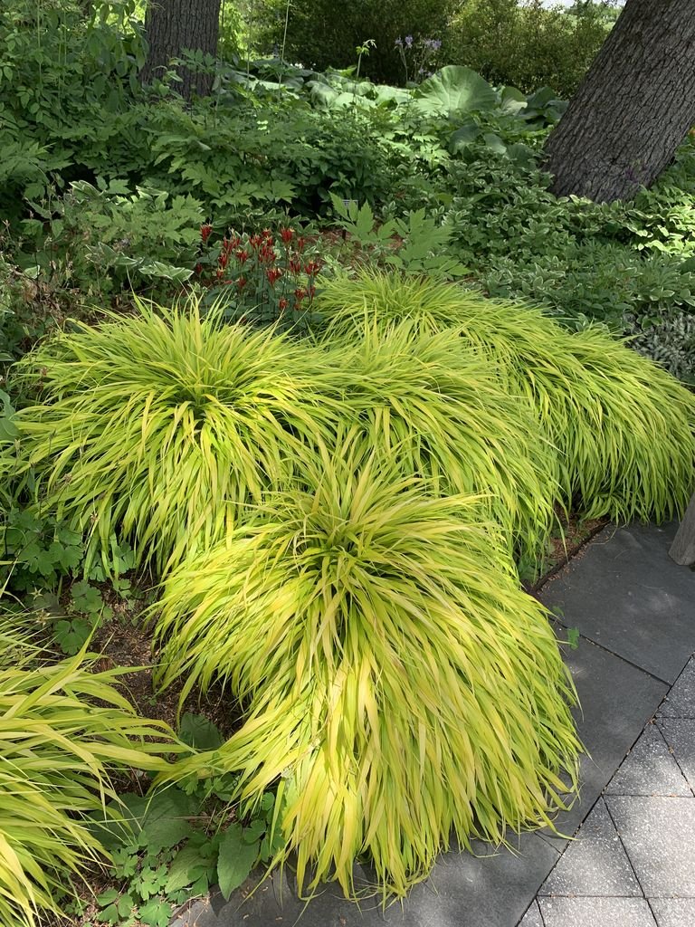 Como plantar Erva do Japão 'All Gold' (Hakonechloa macra 'All Gold')_1