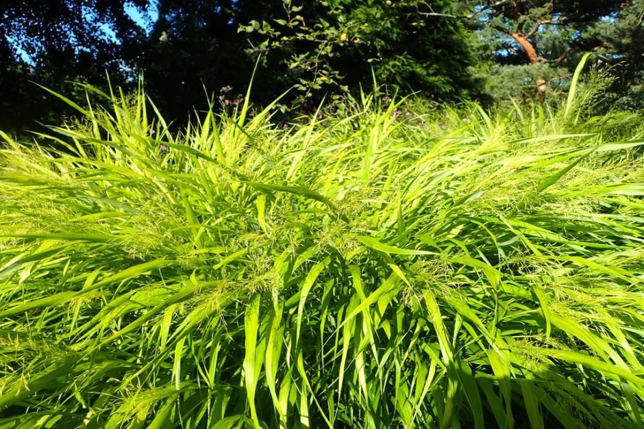Onde plantar Erva do Japão 'All Gold' (Hakonechloa macra 'All Gold')_2