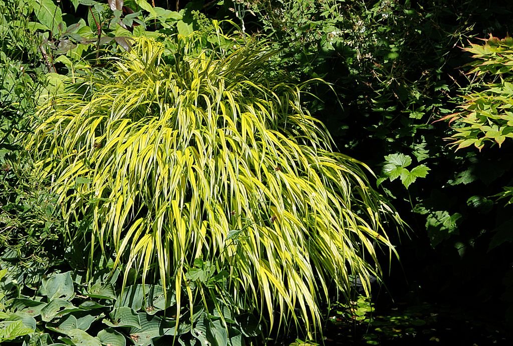 Erva do Japão 'Aureola' (Hakonechloa macra 'Aureola')