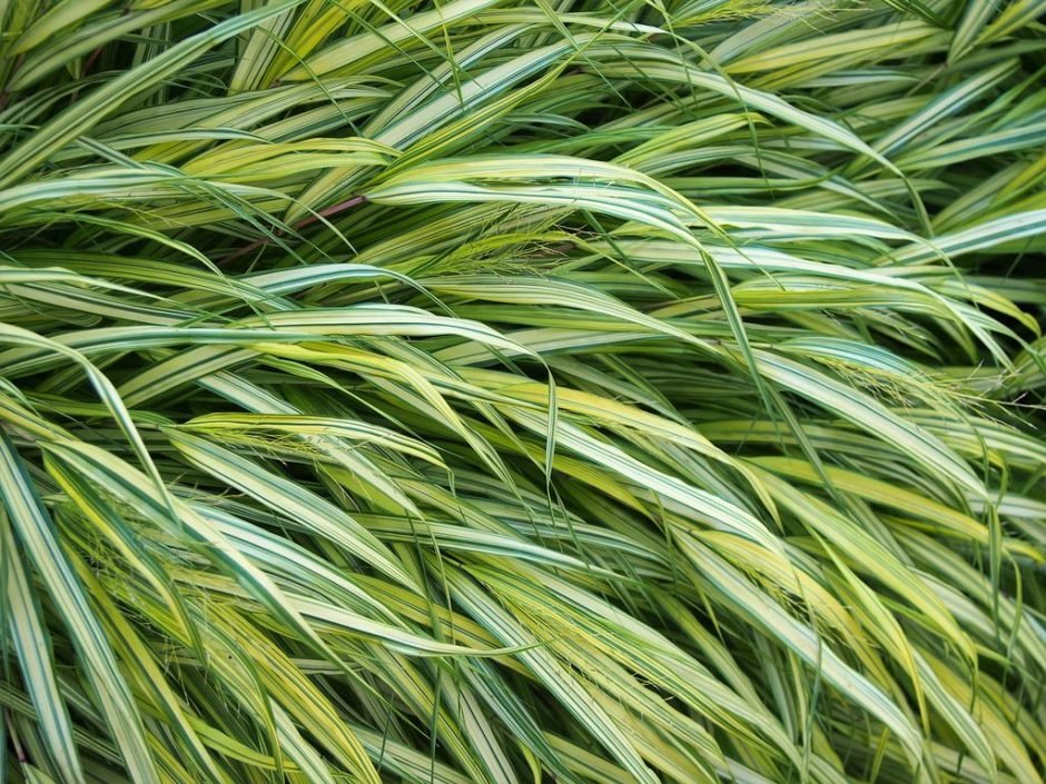 Como plantar Erva do Japão 'Aureola' (Hakonechloa macra 'Aureola')_1