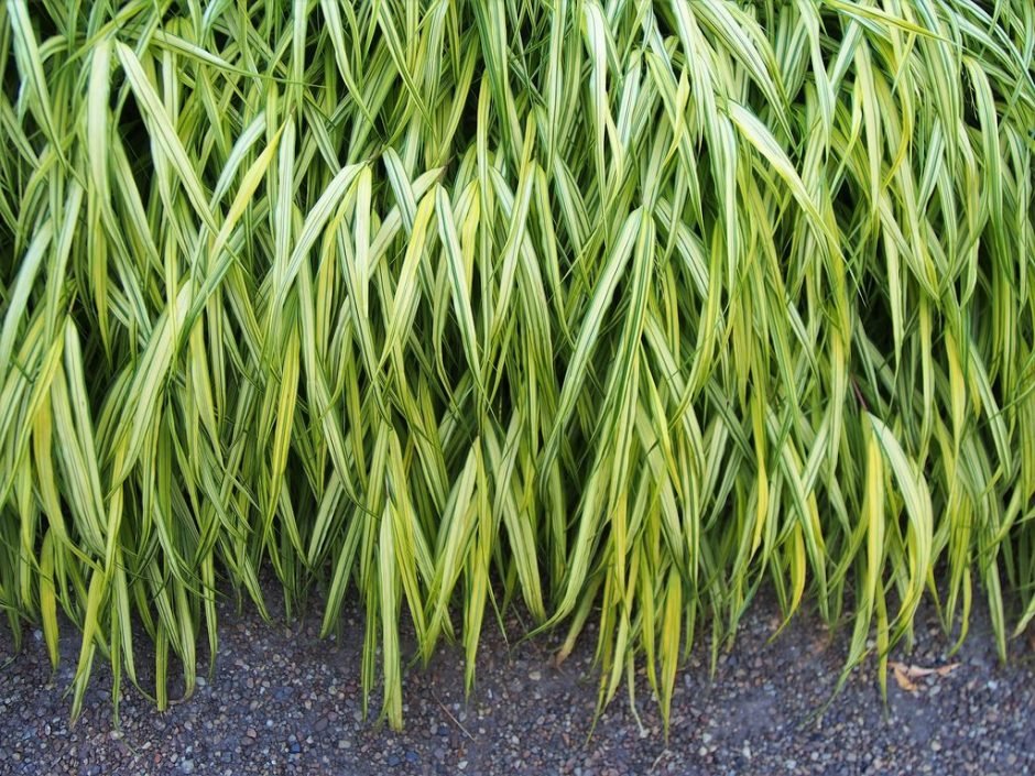 Onde plantar Erva do Japão 'Aureola' (Hakonechloa macra 'Aureola')_2