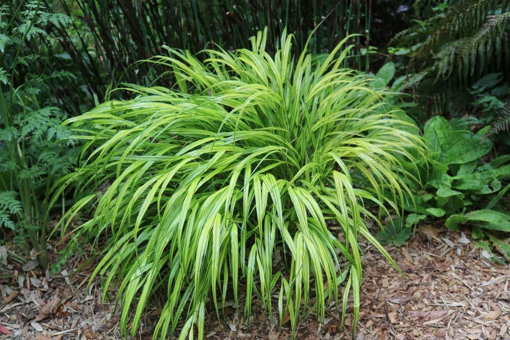 Erva do Japão (Hakonechloa macra)