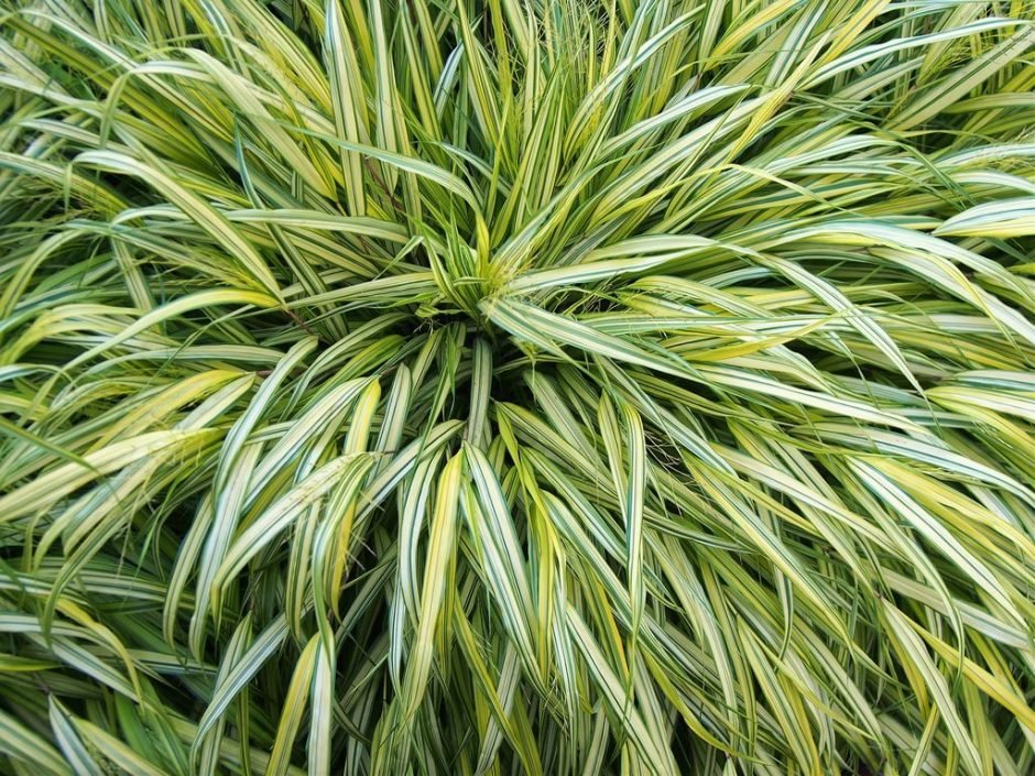 Onde plantar Erva do Japão (Hakonechloa macra)_2