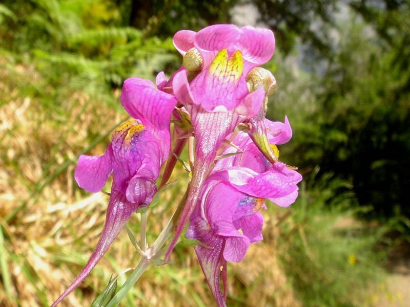 Esporas-bravas (Linaria triornithophora)