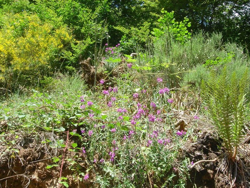 Como plantar Esporas-bravas (Linaria triornithophora)_1