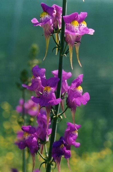 Onde plantar Esporas-bravas (Linaria triornithophora)_2