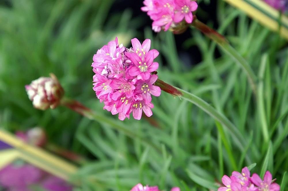 Estancadeira 'Düsseldorfer Stolz' (Armeria maritima 'Düsseldorfer Stolz')