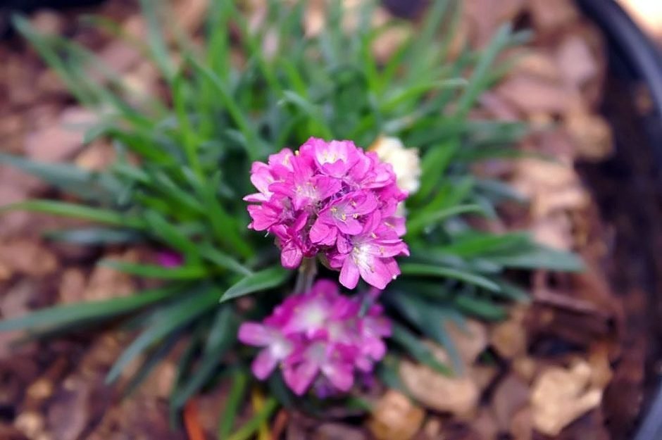 Como plantar Estancadeira 'Düsseldorfer Stolz' (Armeria maritima 'Düsseldorfer Stolz')_1