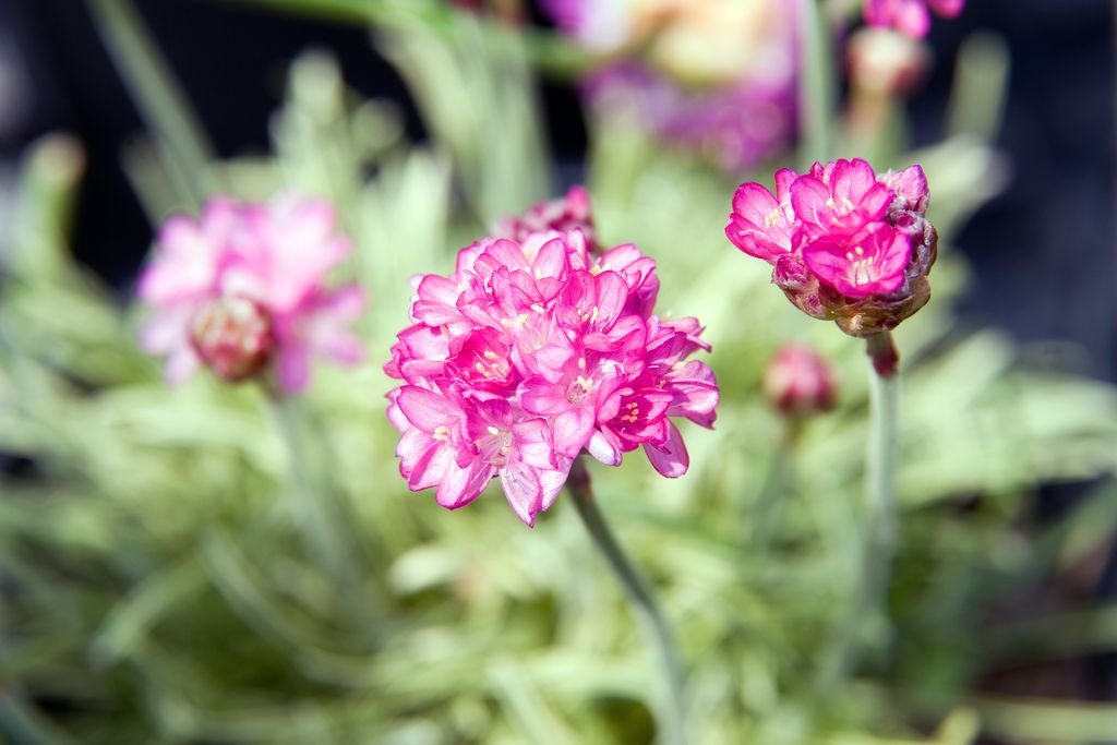Estancadeira 'Nifty Thrifty' (Armeria maritima 'Nifty Thrifty')