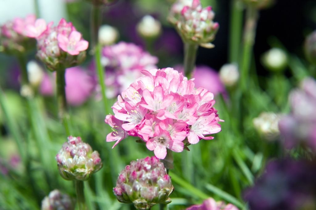 Estancadeira 'Splendens' (Armeria maritima 'Splendens')