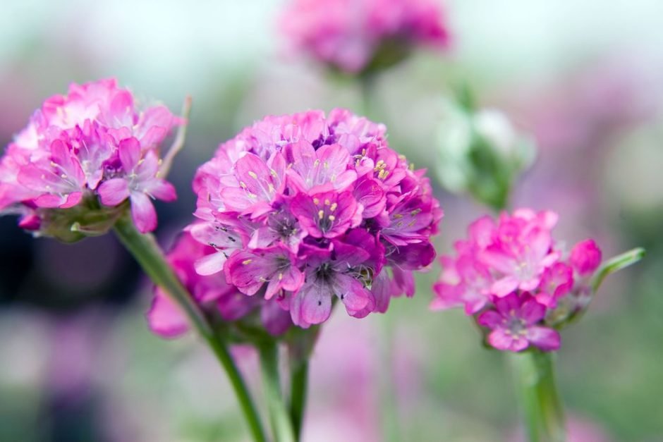 Como plantar Estancadeira 'Splendens' (Armeria maritima 'Splendens')_1