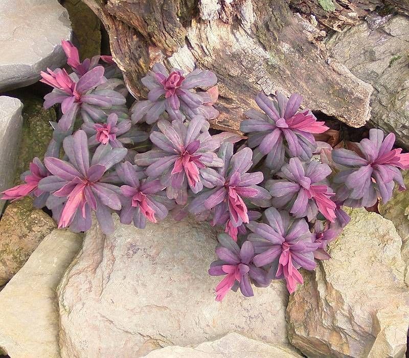 Euphorbia amygdaloides 'Purpurea' (Euphorbia amygdaloides 'Purpurea')