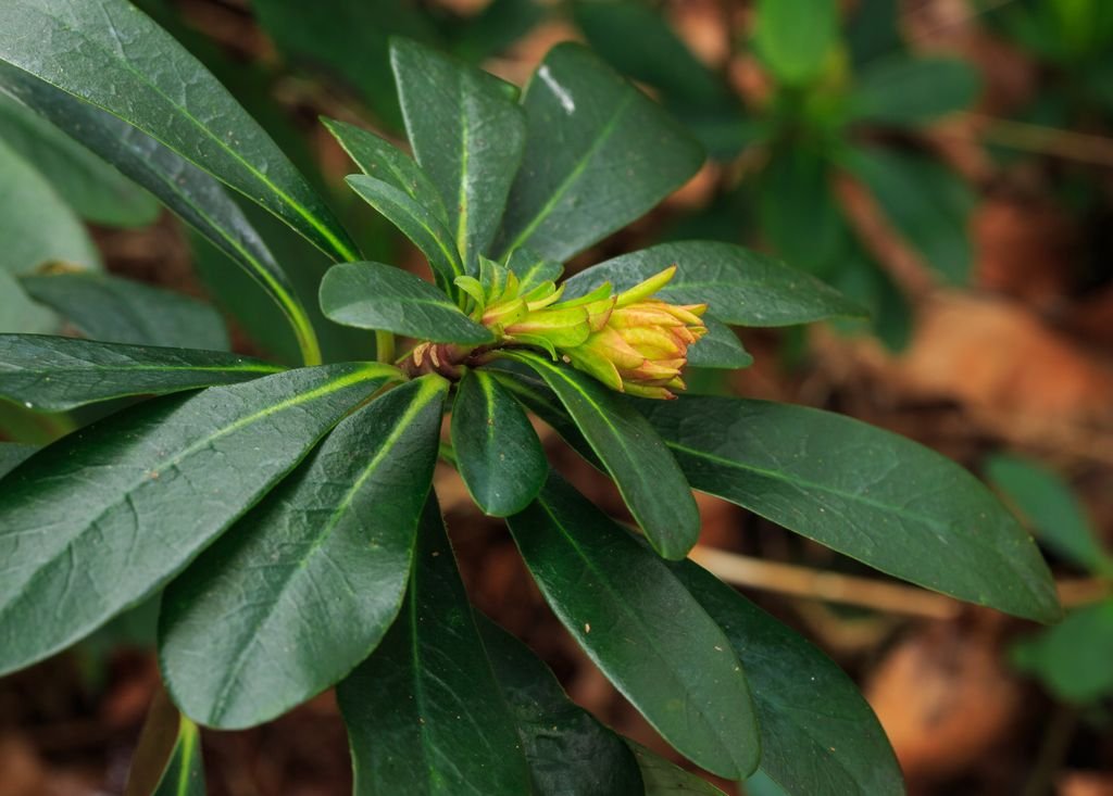 Euphorbia amygdaloides var. robbiae (Euphorbia amygdaloides var. robbiae)