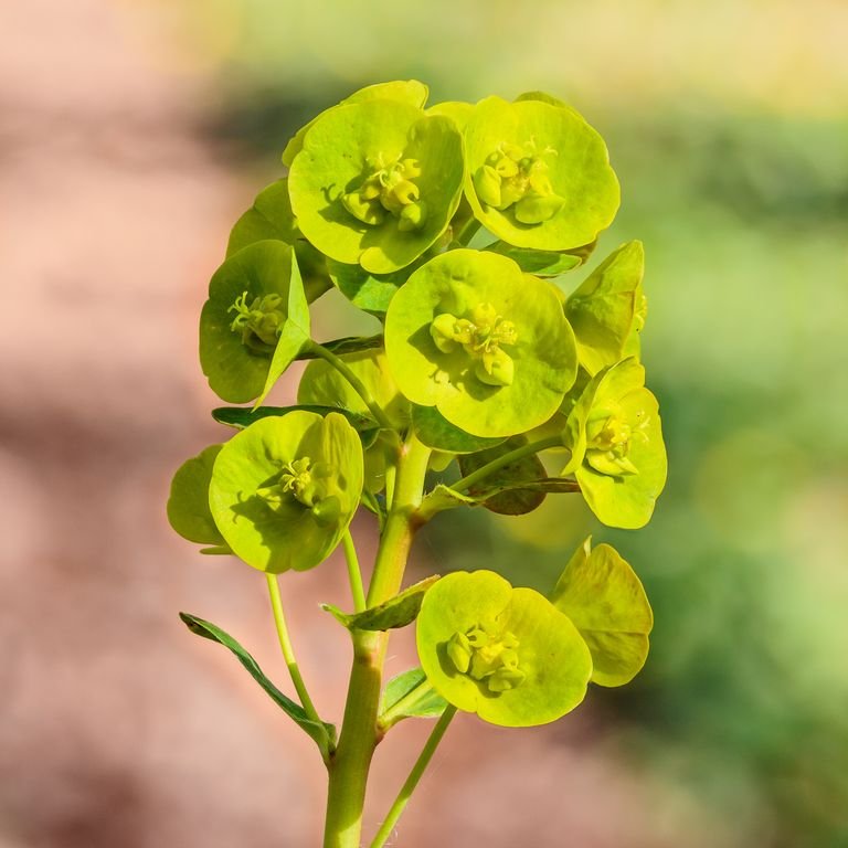 Como plantar Euphorbia amygdaloides var. robbiae (Euphorbia amygdaloides var. robbiae)_1