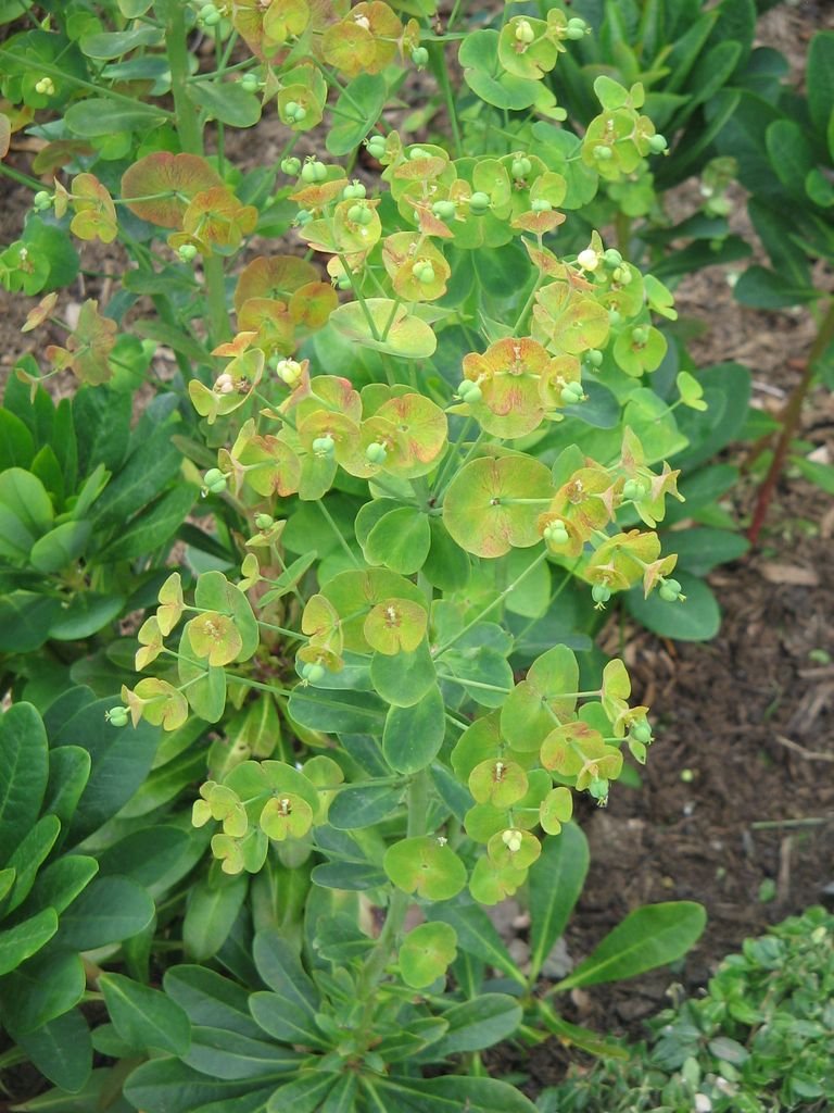 Onde plantar Euphorbia amygdaloides var. robbiae (Euphorbia amygdaloides var. robbiae)_2