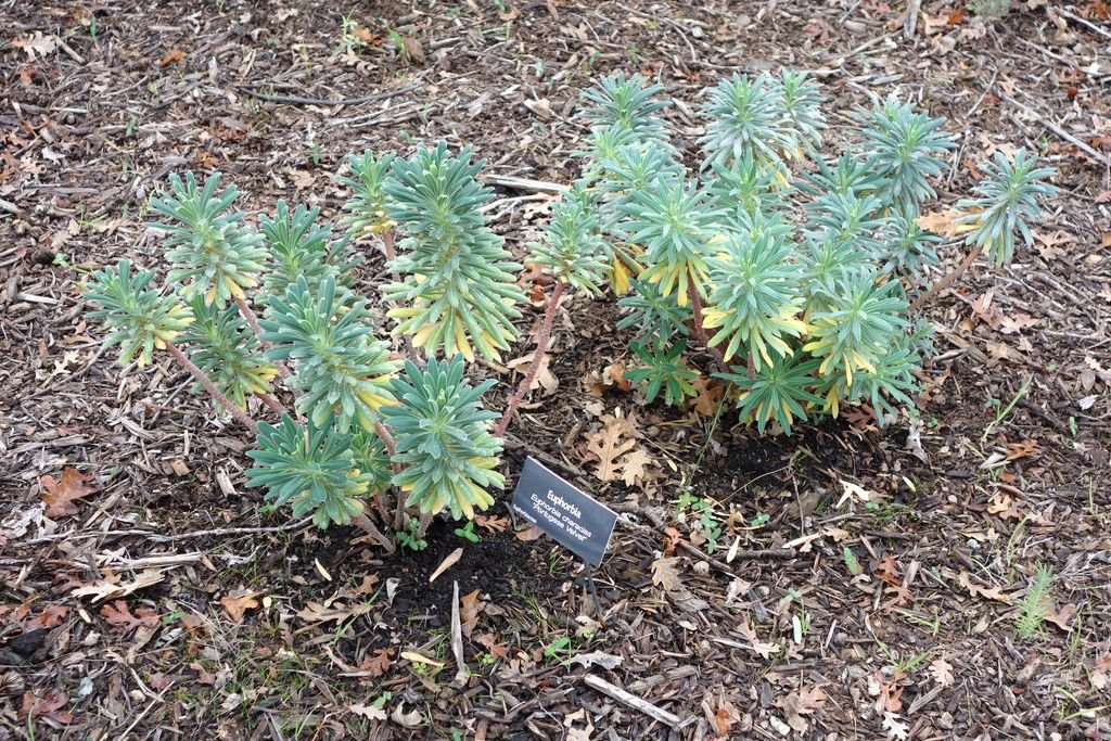 Euphorbia characias 'Portuguese Velvet' (Euphorbia characias 'Portuguese Velvet')