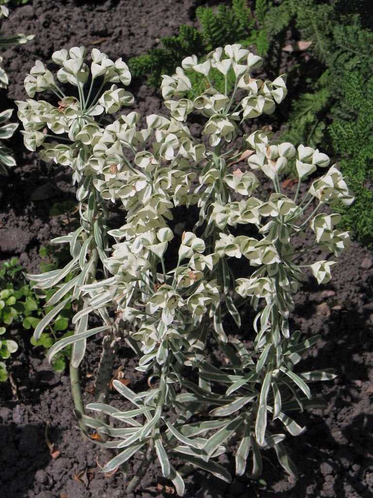 Como plantar Euphorbia characias 'Tasmanian Tiger' (Euphorbia characias 'Tasmanian Tiger')_1