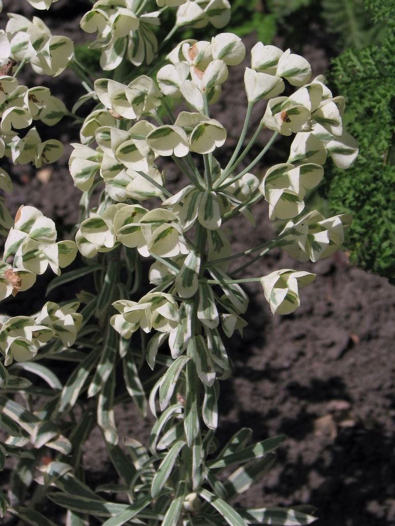 Onde plantar Euphorbia characias 'Tasmanian Tiger' (Euphorbia characias 'Tasmanian Tiger')_2