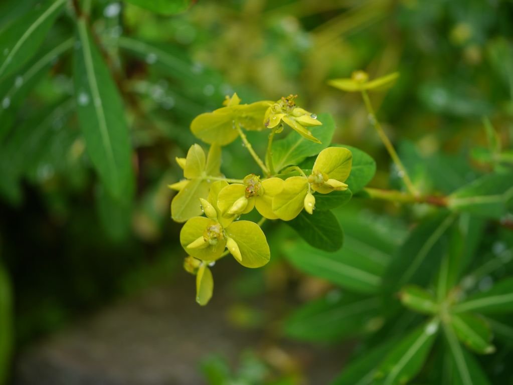 Euphorbia cornigera (Euphorbia cornigera)