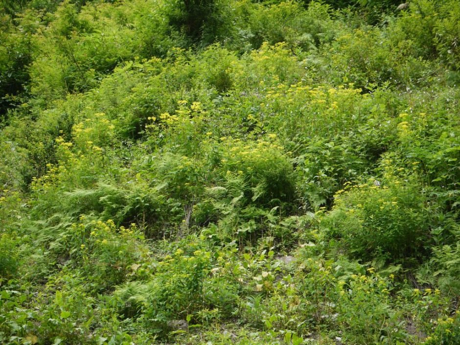 Como plantar Euphorbia cornigera (Euphorbia cornigera)_1