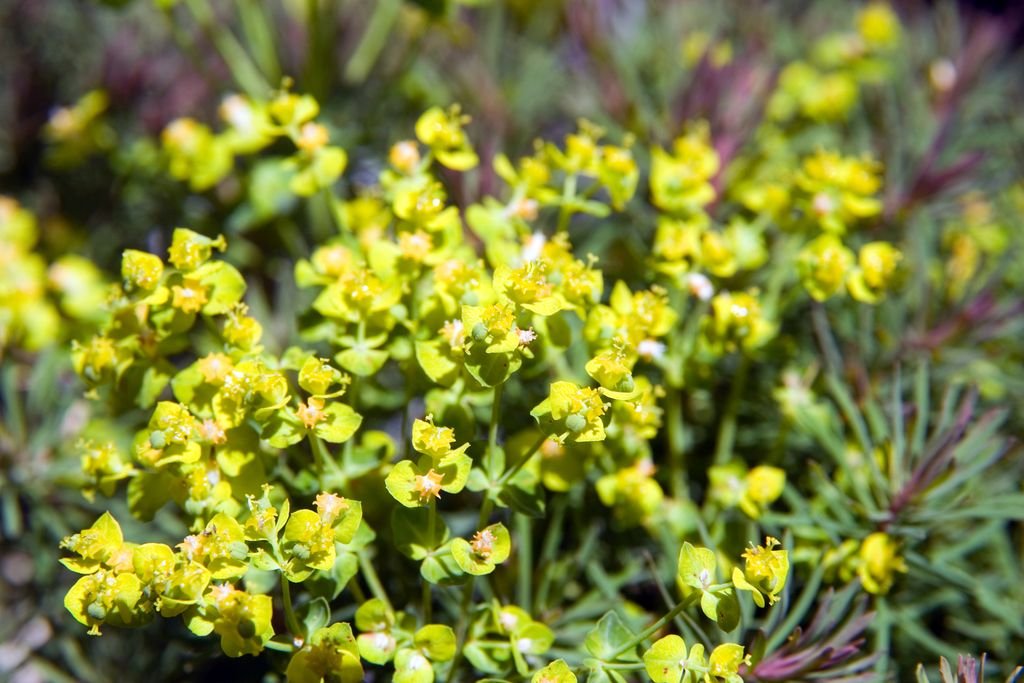 Euphorbia cyparissias 'Fens Ruby' (Euphorbia cyparissias 'Fens Ruby')