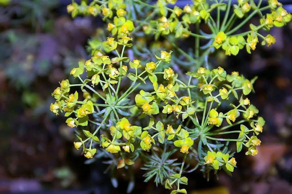 Como plantar Euphorbia cyparissias 'Fens Ruby' (Euphorbia cyparissias 'Fens Ruby')_1